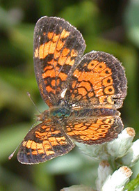 Pearl Crescent